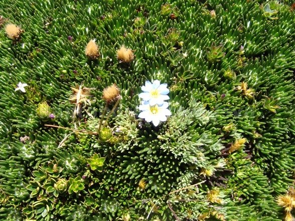 licopodium