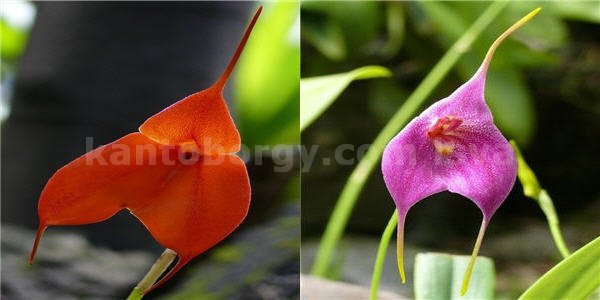 flora andina ecuador