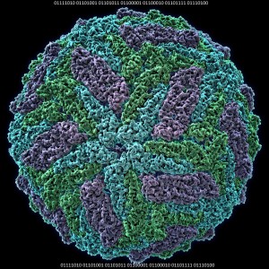 Zika virus (Flavivirus), Molecular Model