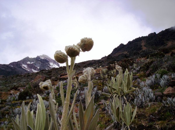 flores