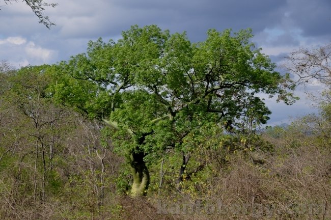 Zapotillo Loja, leonardo vivar ayora