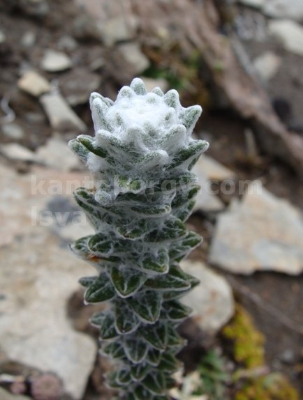 CHUQUIRAGUA