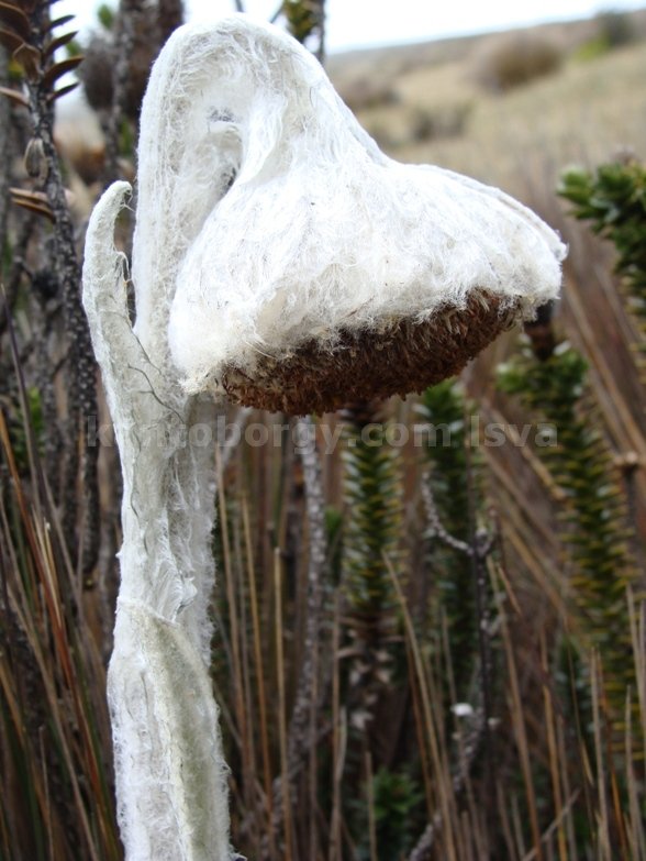 FRAILEJON