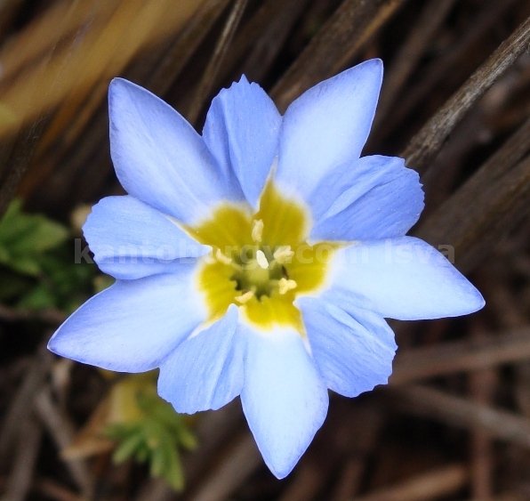 CHUQUIRAGUA