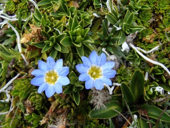 CHUQUIRAGUA