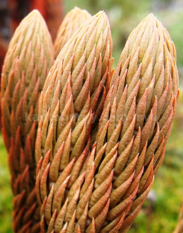 FRAILEJON