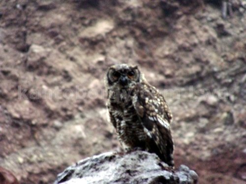 buho