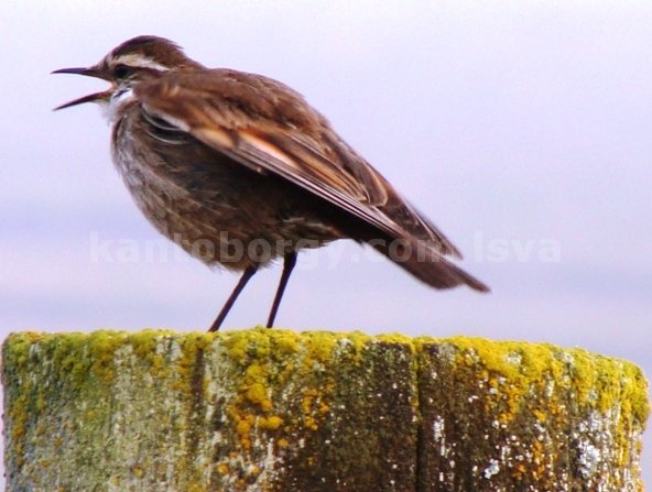 aves