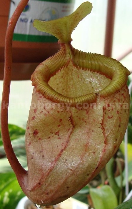 carnivoras