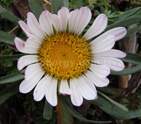 Corazon