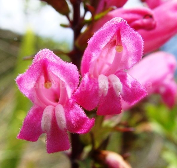 flora