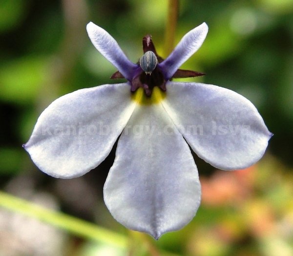 flora