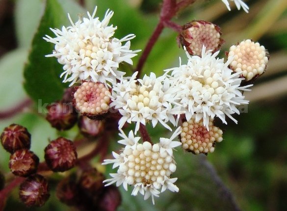 flora