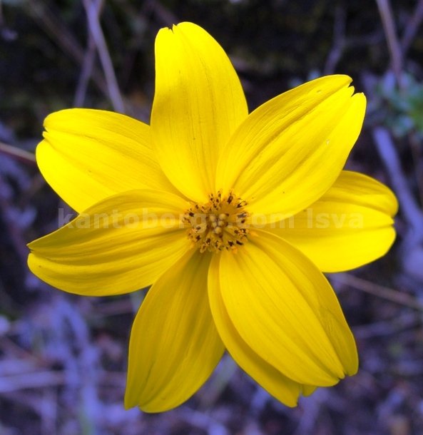 flora