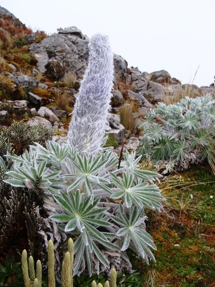 Cotacachi cordillera occidental