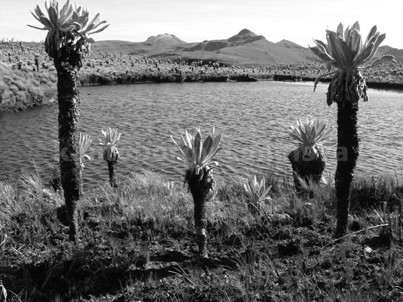 frailejon