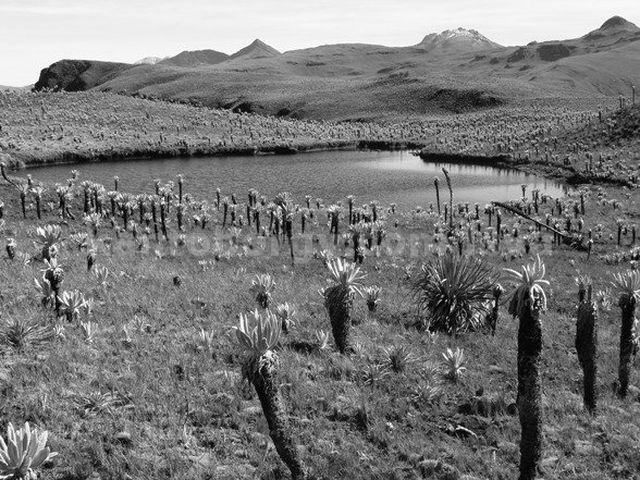 frailejon
