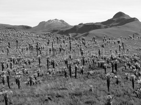 frailejon