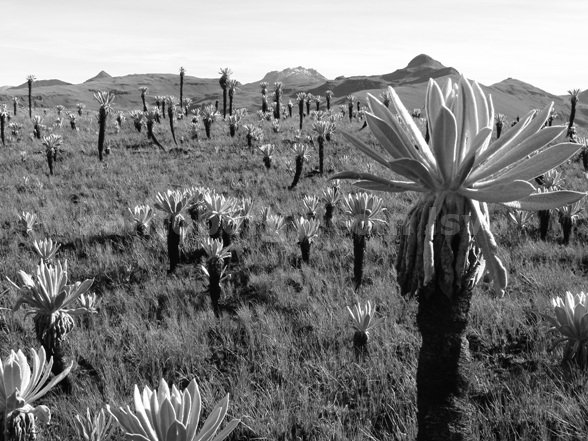 frailejon