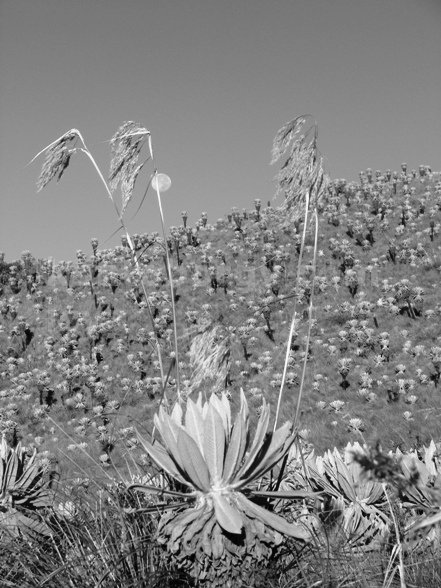 frailejon