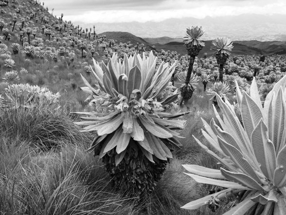 frailejon