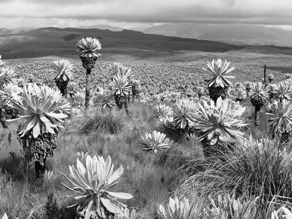 frailejon