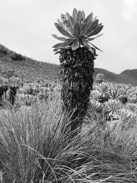 frailejon