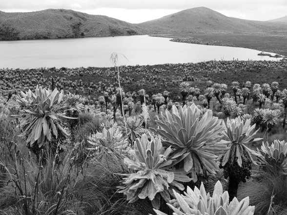 frailejon