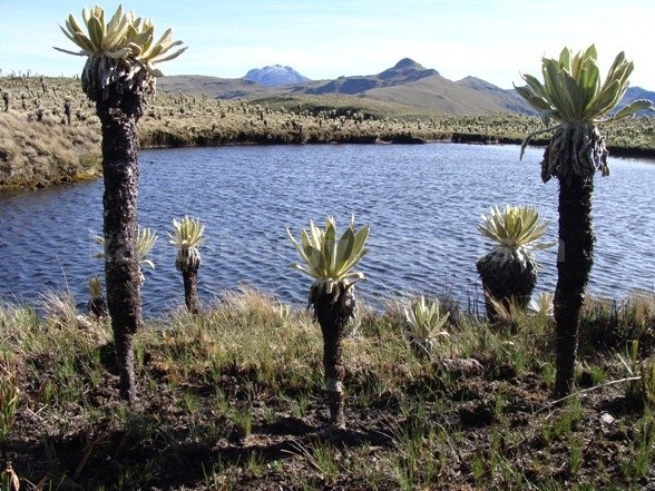 PARAMO EL ANGEL CARCHI TULCAN. LEONARDO VIVAR AYORA frailejon
