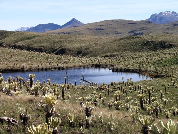 frailejon