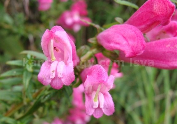 licopodium