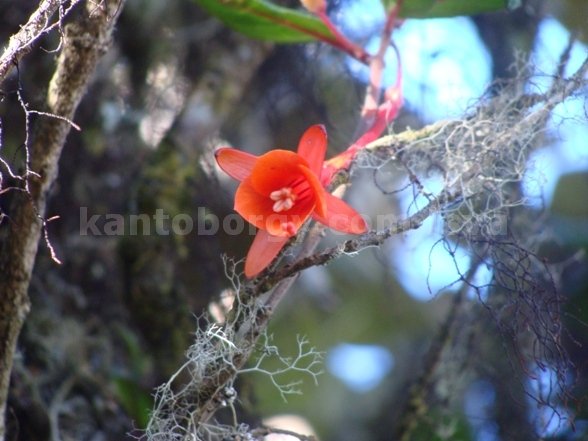 licopodium