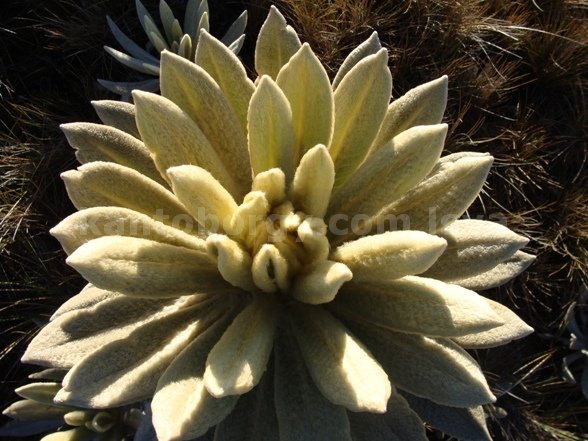 licopodium