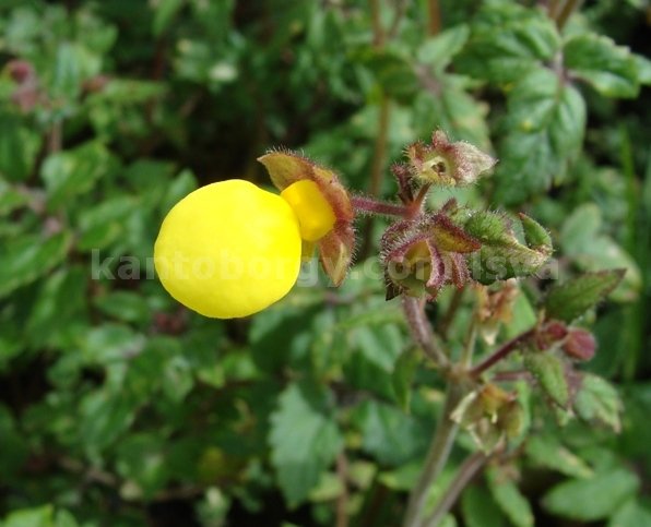 licopodium