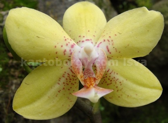 orquideas