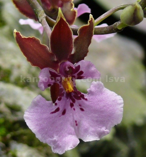 orquideas