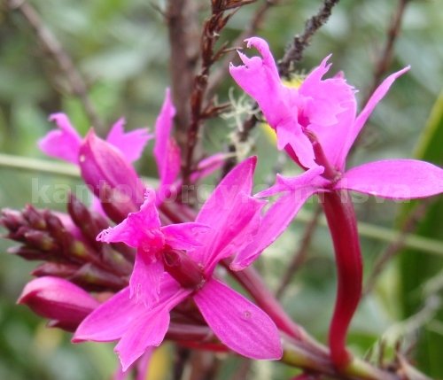 flores
