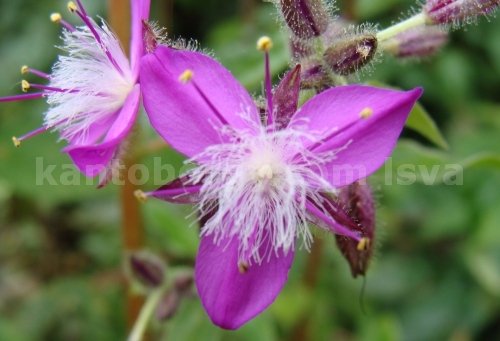 flores