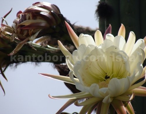 flores