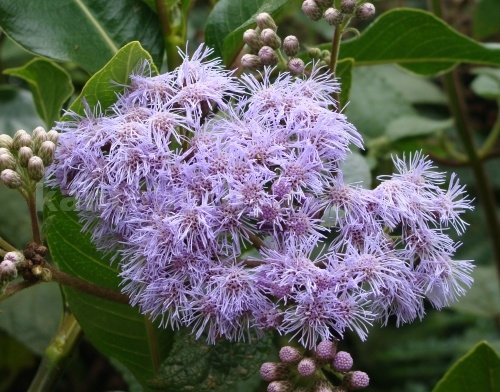 flores
