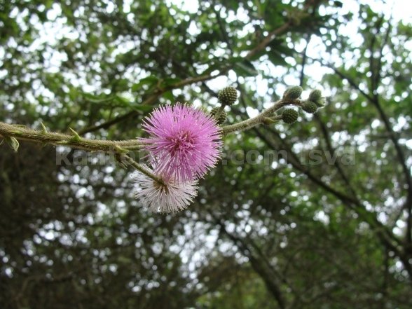 flores