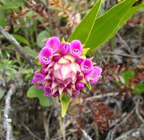 flores