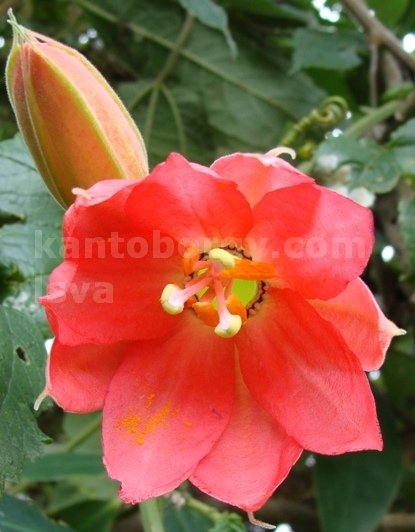 flores
