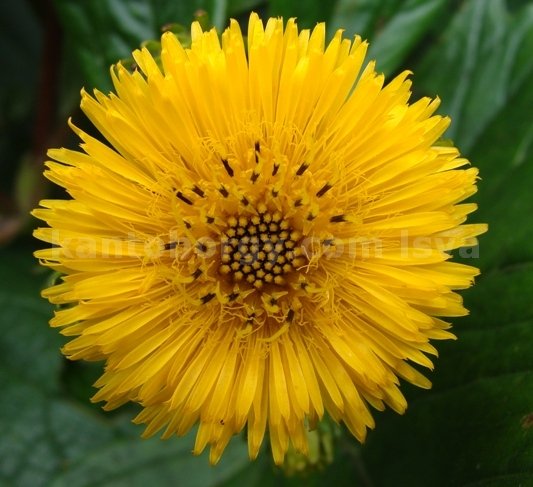 flores