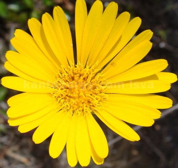 Cerro de Arcos, Flora. Leonardo vivar Ayora LSVA