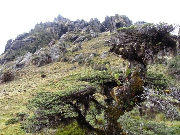 Cerro de Arcos, Leonardo vivar Ayora LSVA