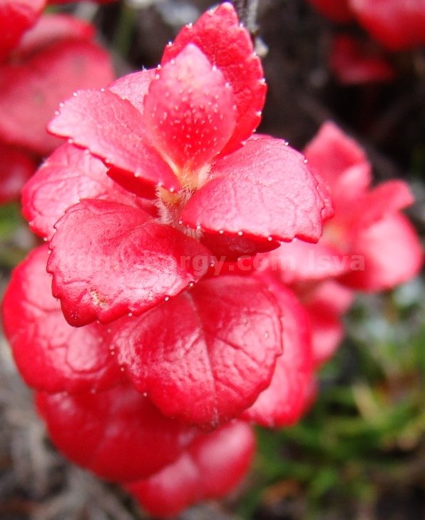 Flora de la Laguna Chinchilla. Leonardo Vivar Ayora LSVA