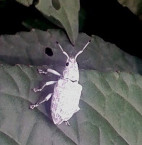 macasbicho.1jpg