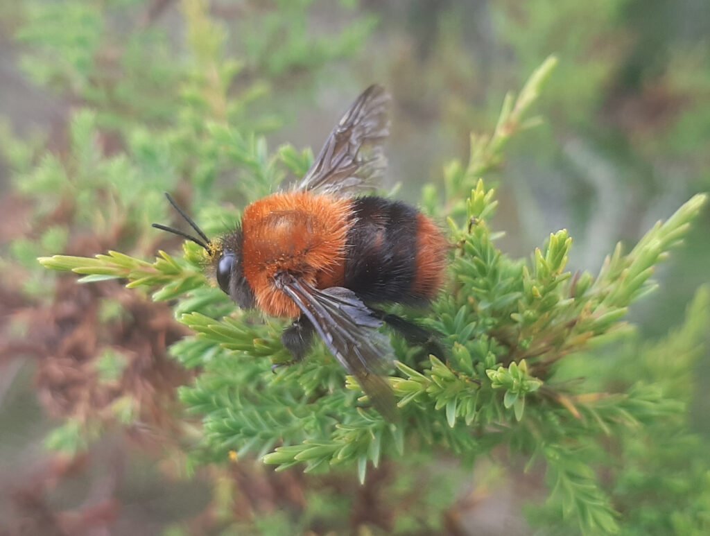 Bombus rubicundus